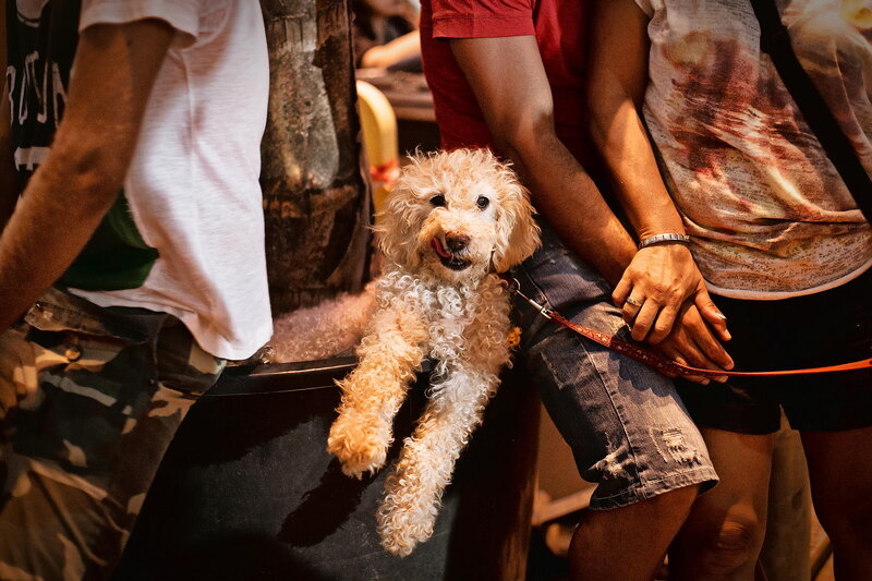 Curly-haired Dog on Lap