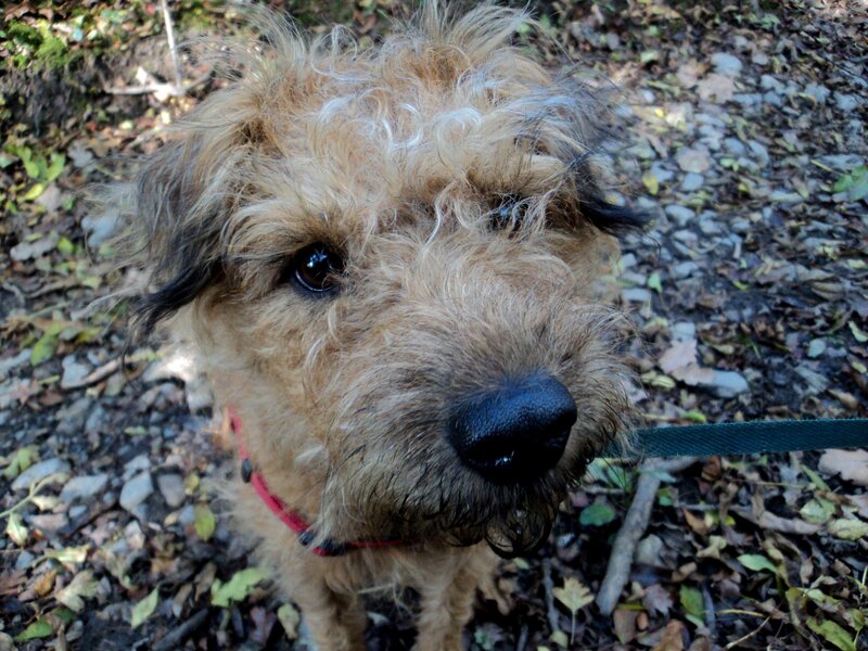 Curly-haired Dog on Leash