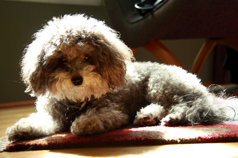 Curly-haired Dog on Rug