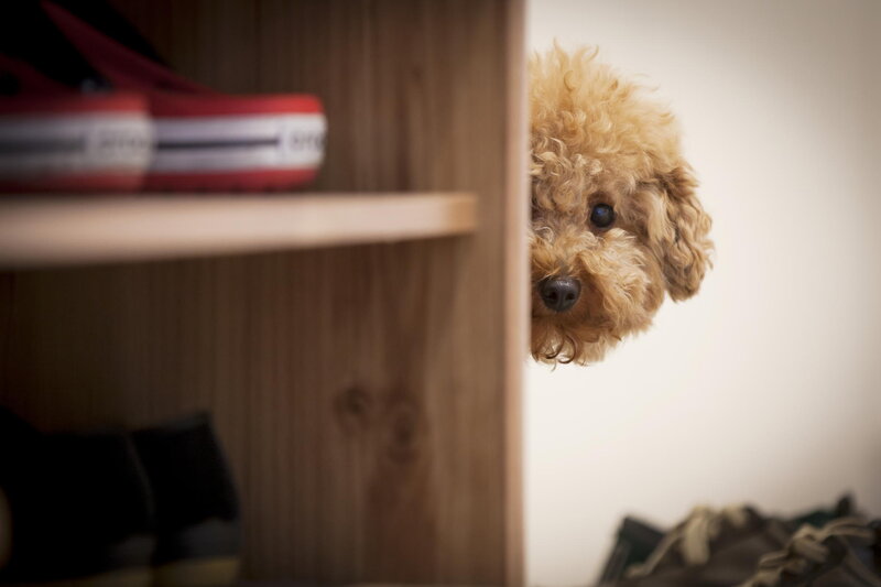 Curly-haired Dog Peeking