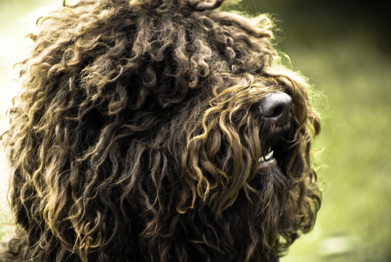 curly-haired dog portrait