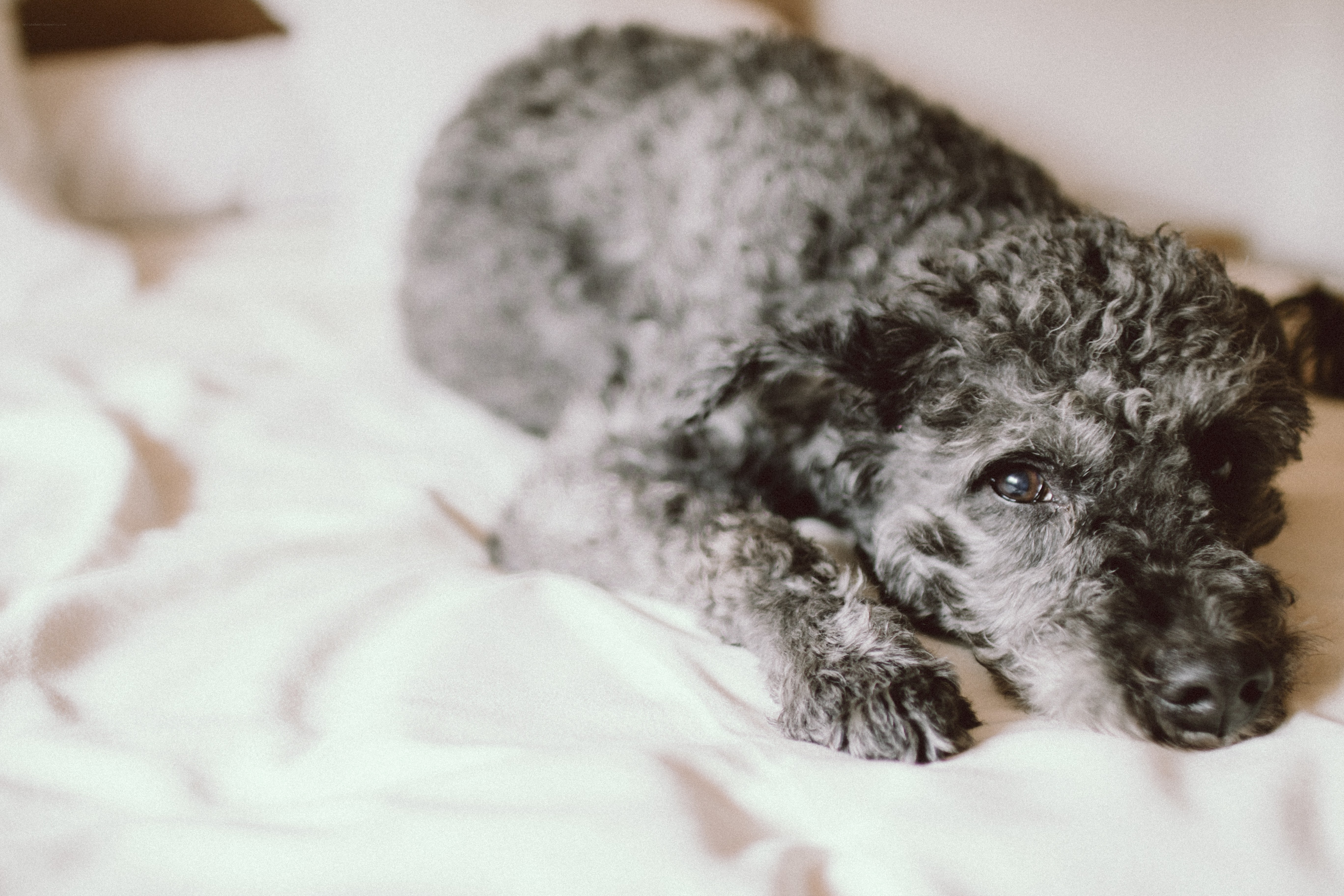 curly-haired dog resting on bed