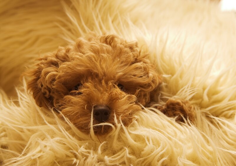 curly-haired dog resting