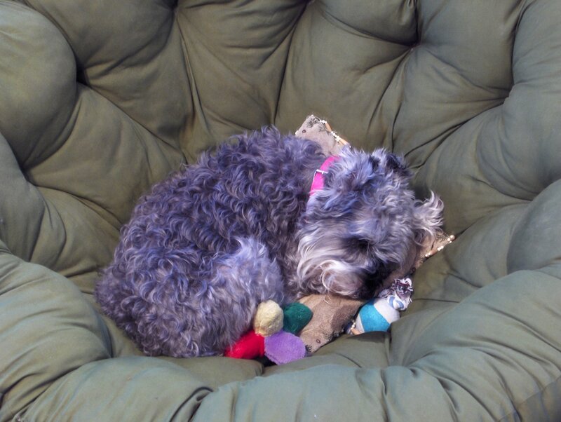 Curly-haired Dog Sleeping