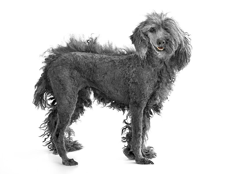 Curly-haired Grey Poodle
