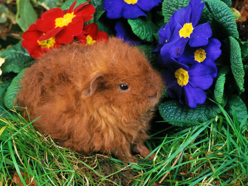 Curly-haired Guinea Pig