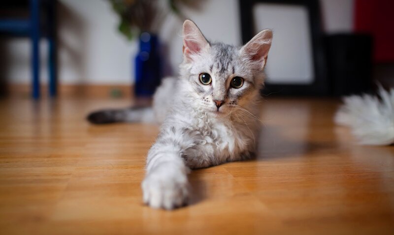 Curly-haired Kitten — Gray, Calm, Photograph, Wooden Floor, Vase