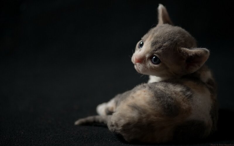Curly-haired Kitten — Gray