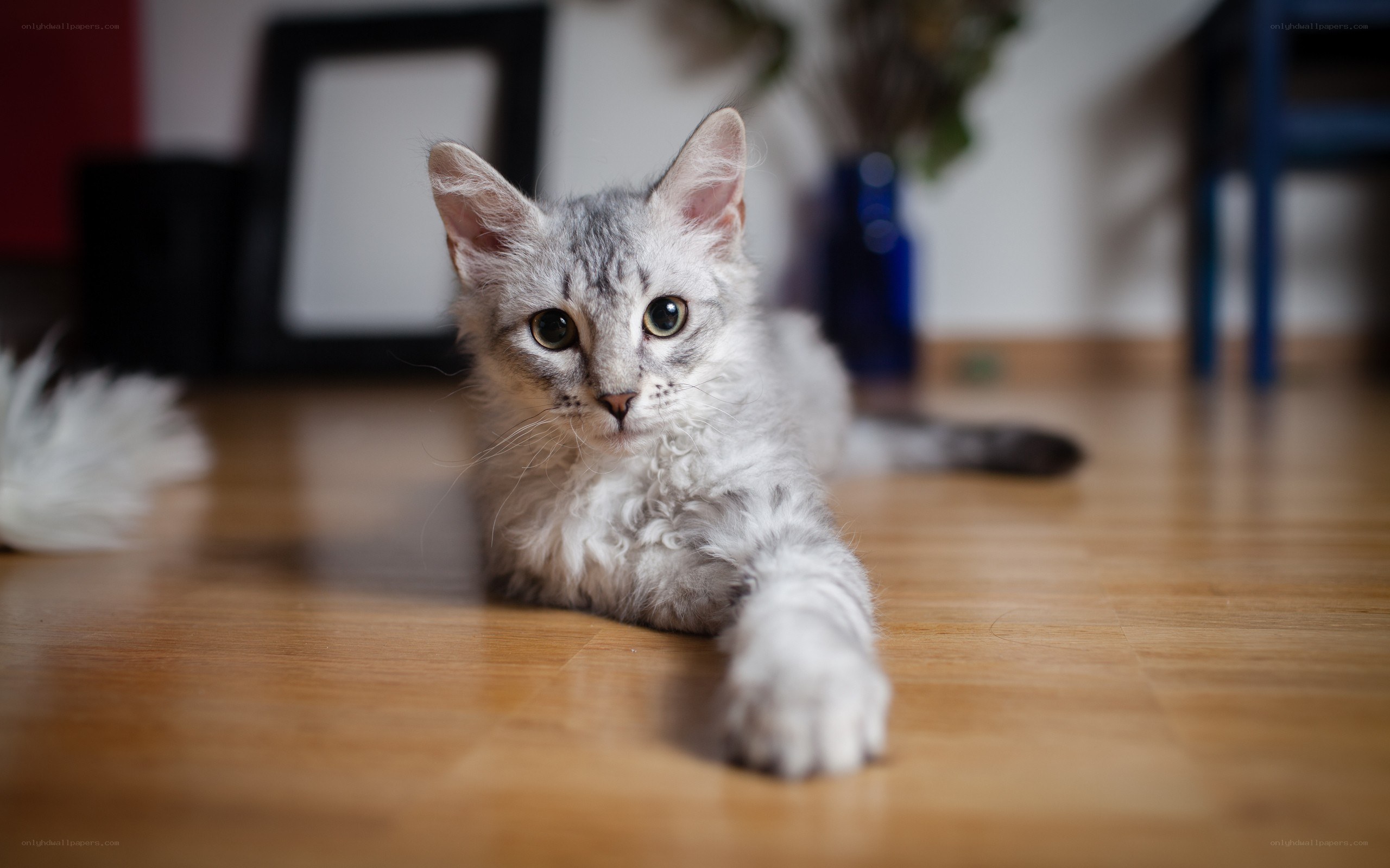 curly-haired kitten on floor