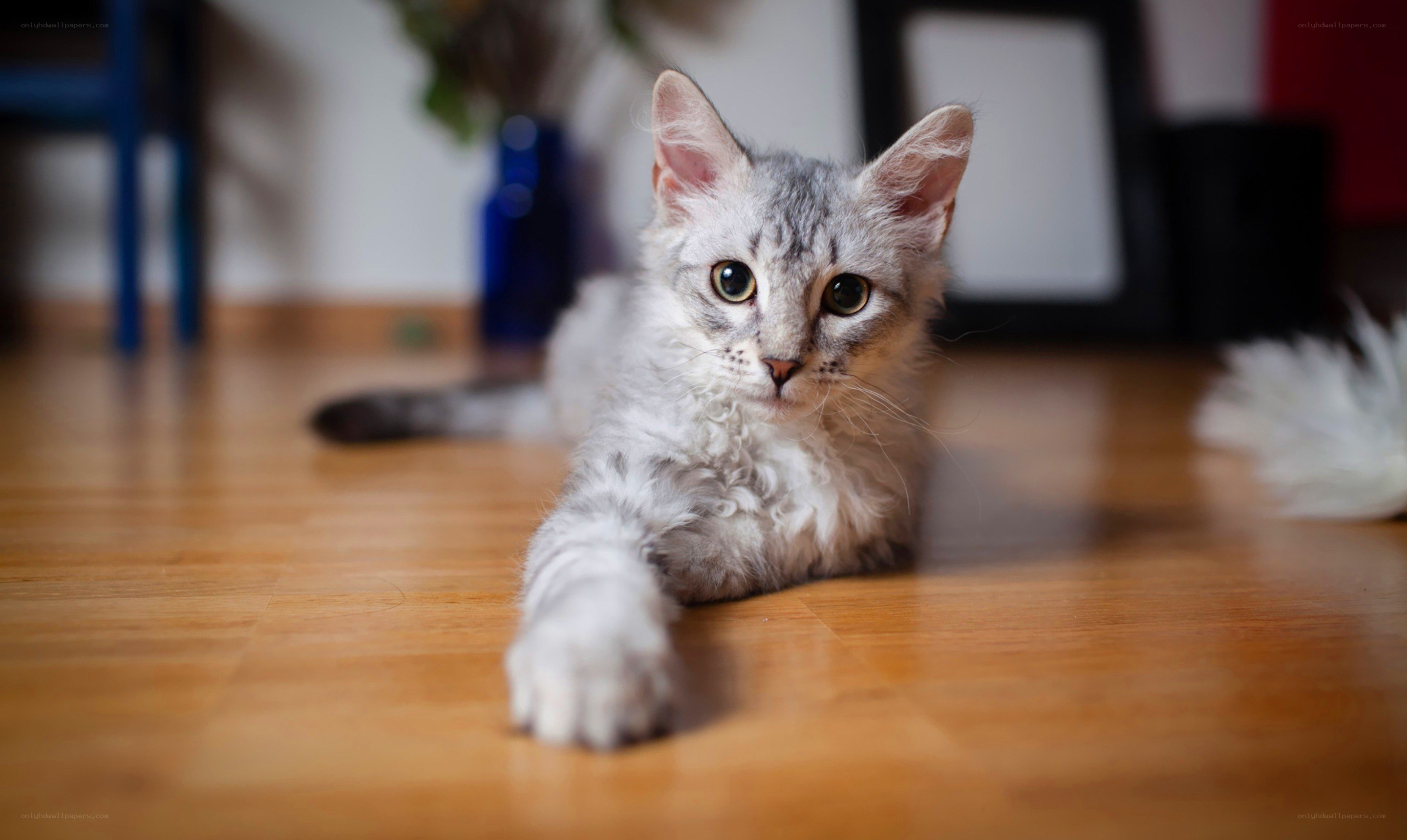curly-haired kitten on floor