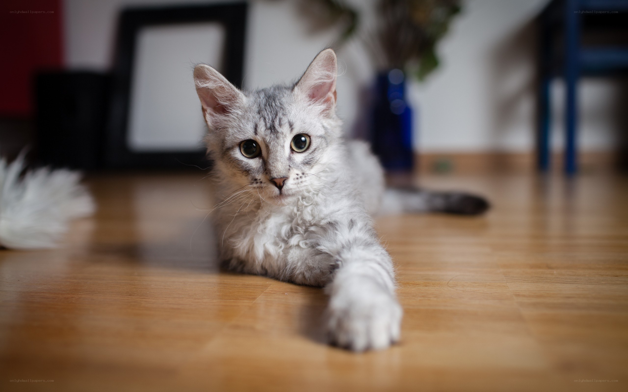 curly-haired kitten on floor