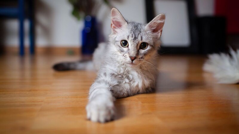 Curly-haired Kitten