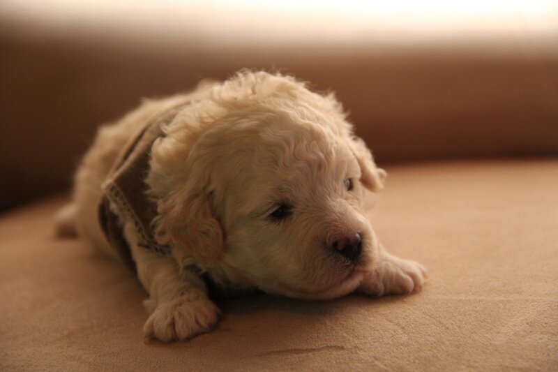 Curly-haired Puppy — Beige