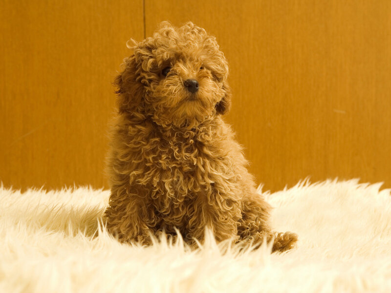 Curly-haired Puppy — Brown, Calm, Photograph