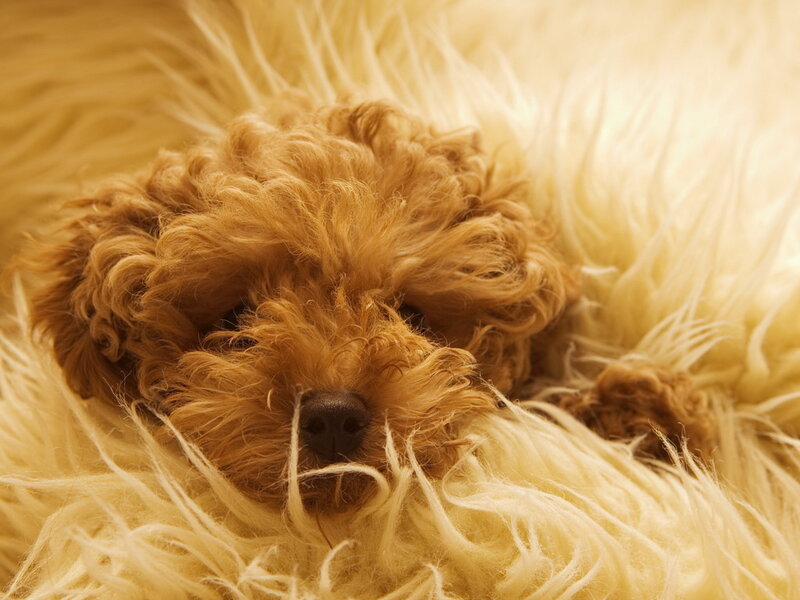 Curly-haired Puppy — Brown, Calm