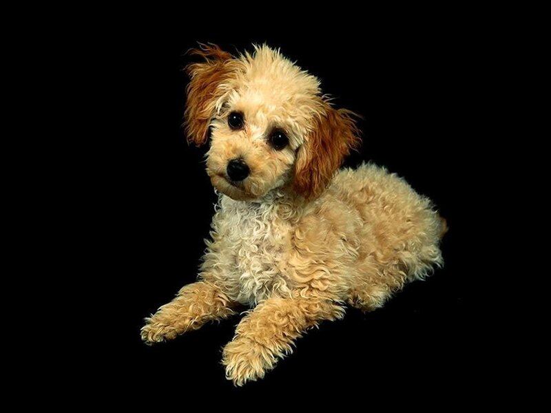 Curly-haired Puppy — Brown