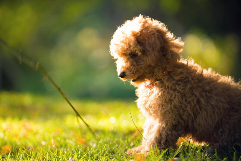 Curly-haired Puppy in Grass