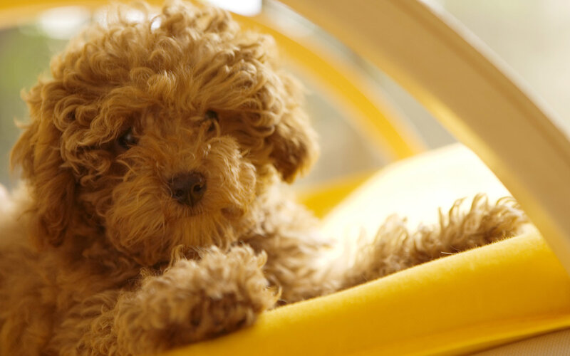 curly-haired puppy in yellow bed