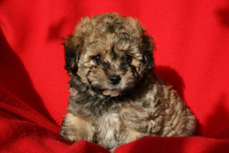 Curly-haired Puppy — Red