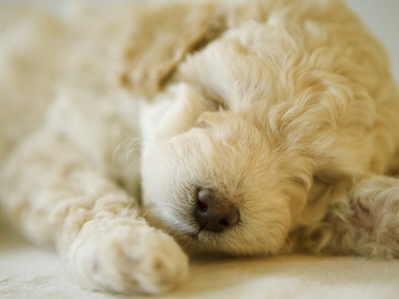 Curly-haired Puppy Sleeping