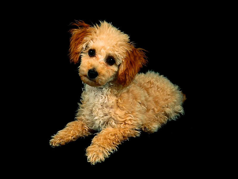 Curly-haired Puppy