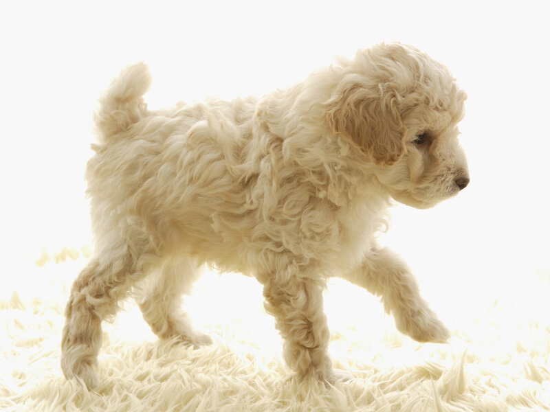 Curly-haired Puppy — White