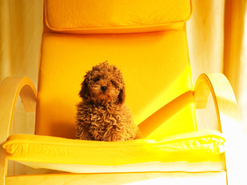 Curly-haired Puppy — Yellow