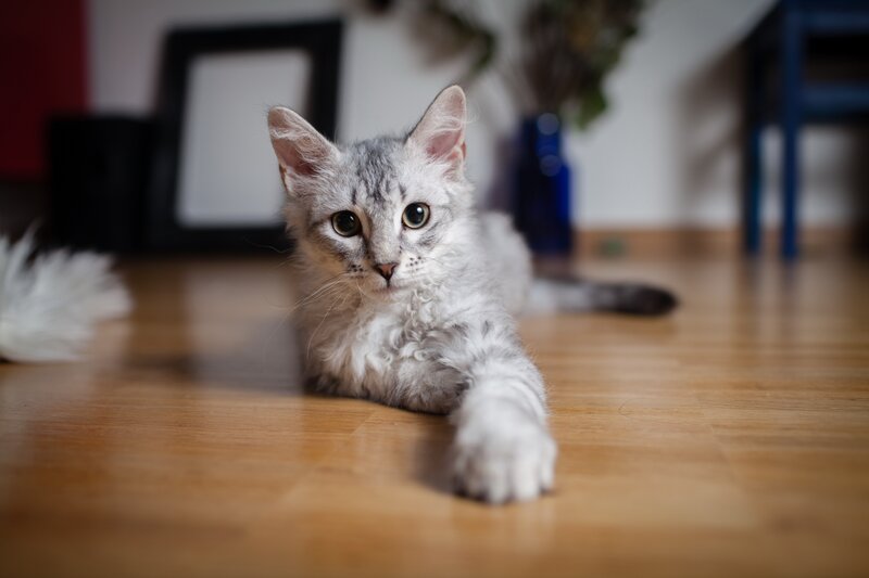Curly-haired Silver Kitten
