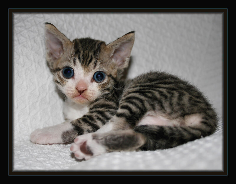 curly-haired tabby kitten
