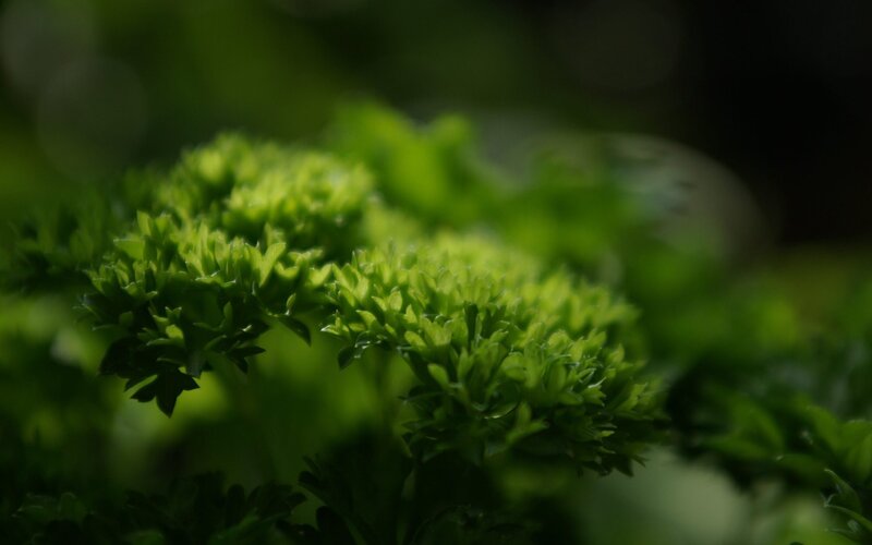 Curly Parsley Leaves — Green