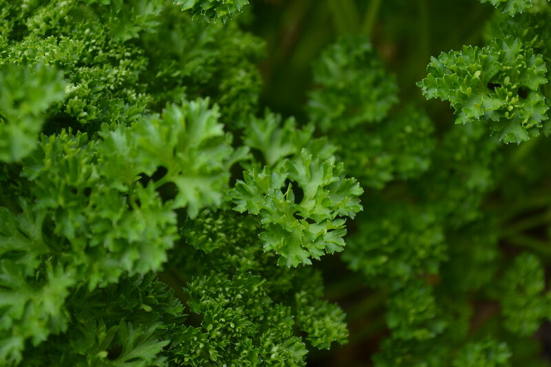 Curly Parsley Leaves