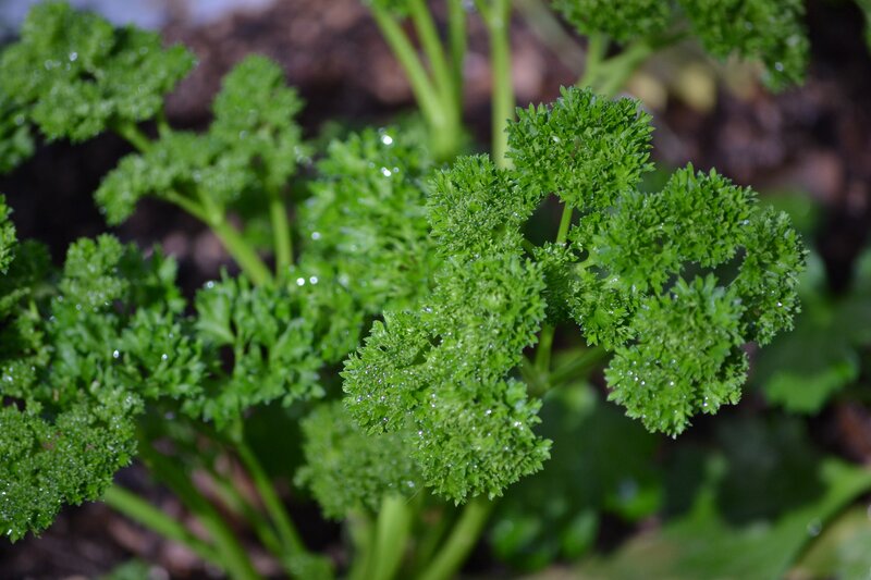 Curly Parsley Plant
