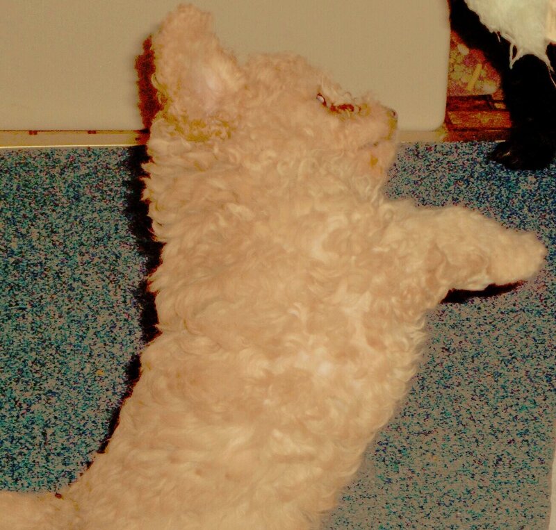 curly white dog on floor