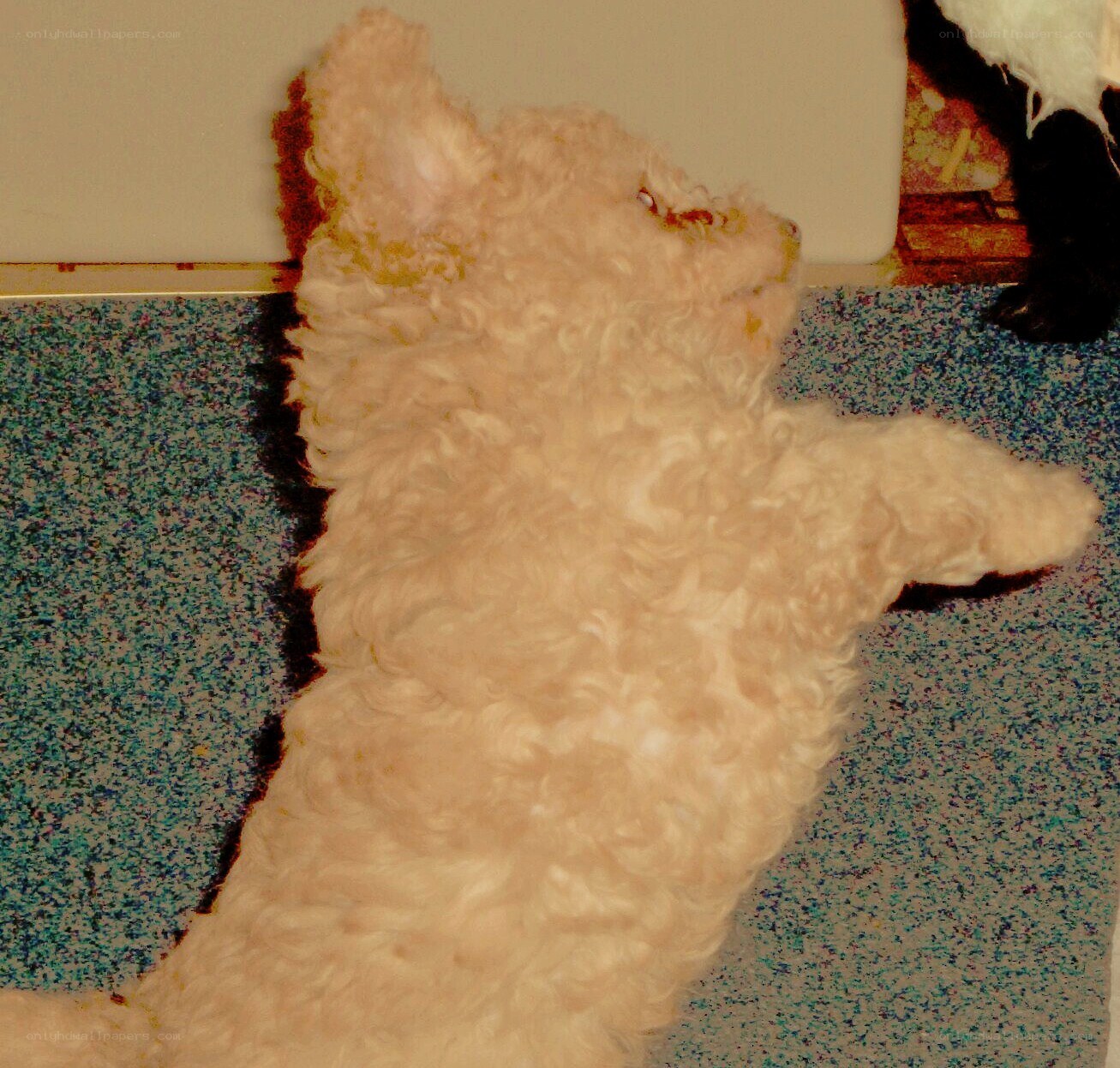 curly white dog on floor