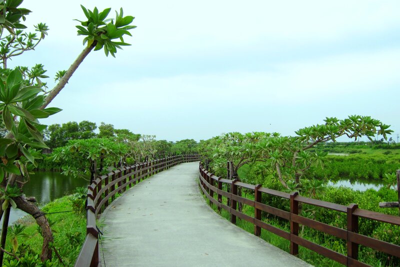 Curved Boardwalk in Wetland