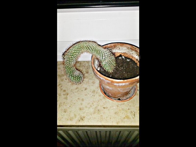 Curved Cactus in Pot