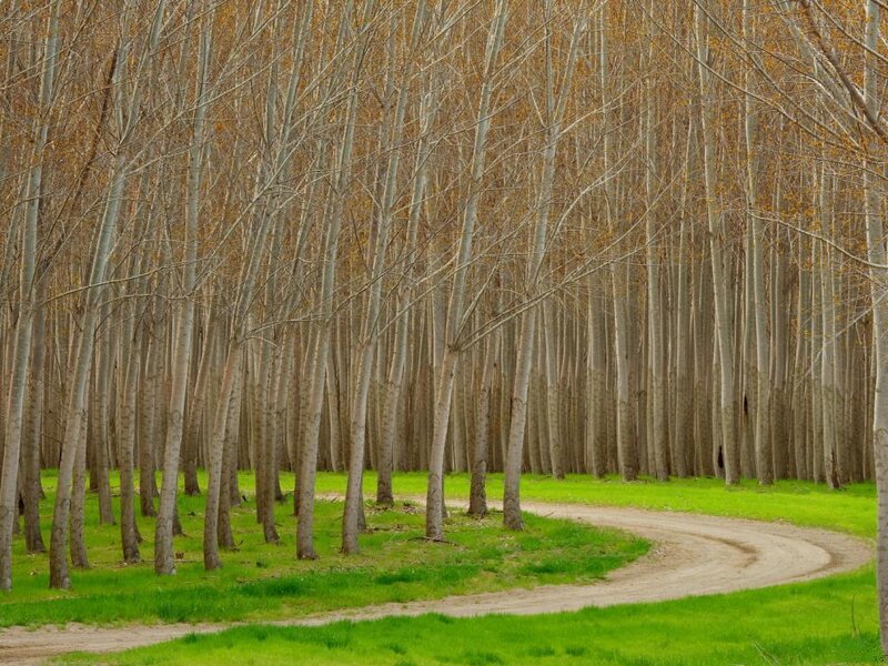Curved Dirt Path in Forest