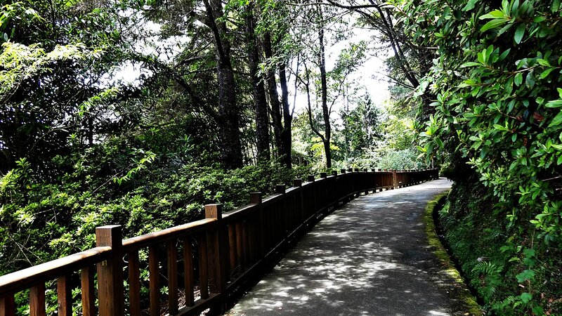 Curved Forest Path