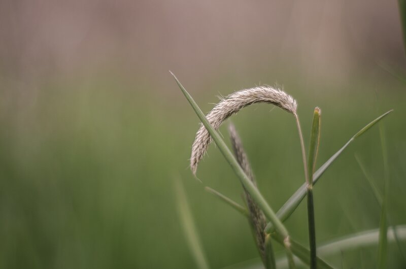 Curved Grass Seed Head