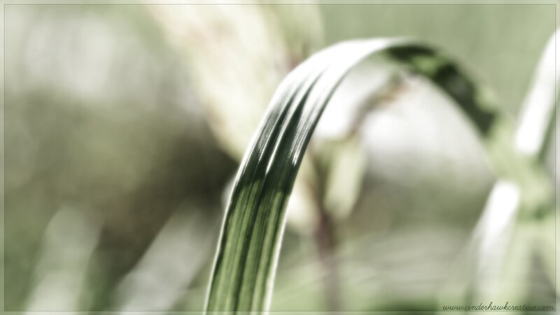 Curved Green Leaf