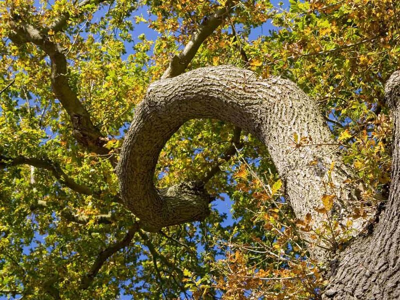 curved oak tree branch