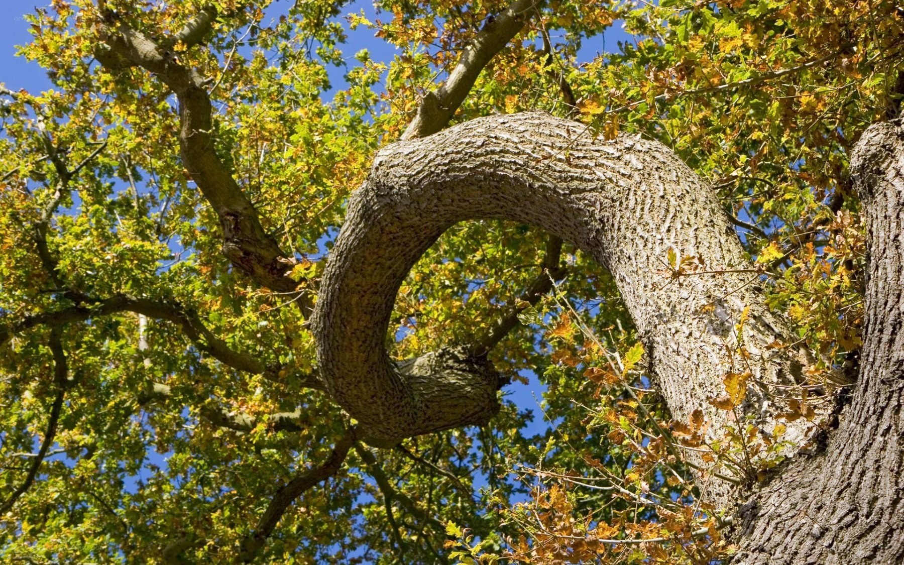 curved oak tree branch