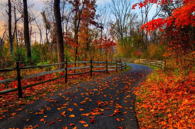Curved Path in Autumn Forest