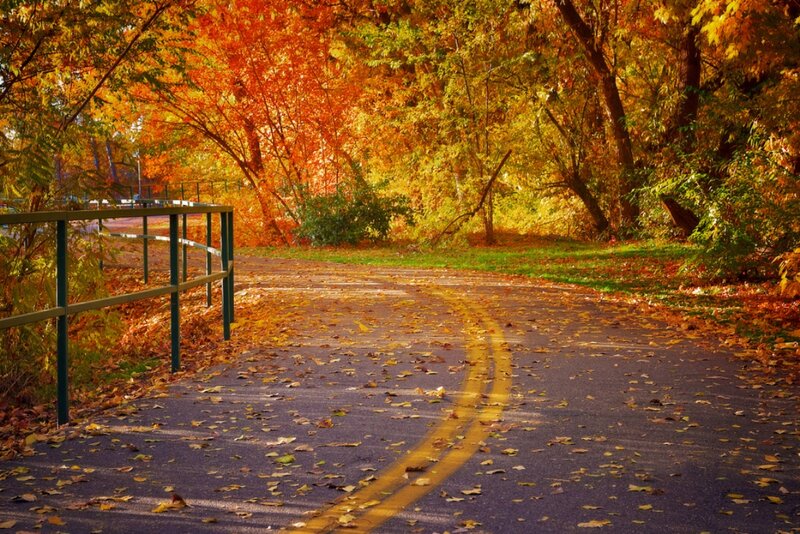 Curved Path in Autumn