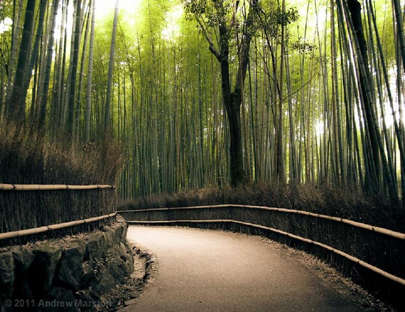 Curved Path in Bamboo Forest