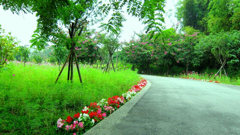 Curved Path in Garden — Green