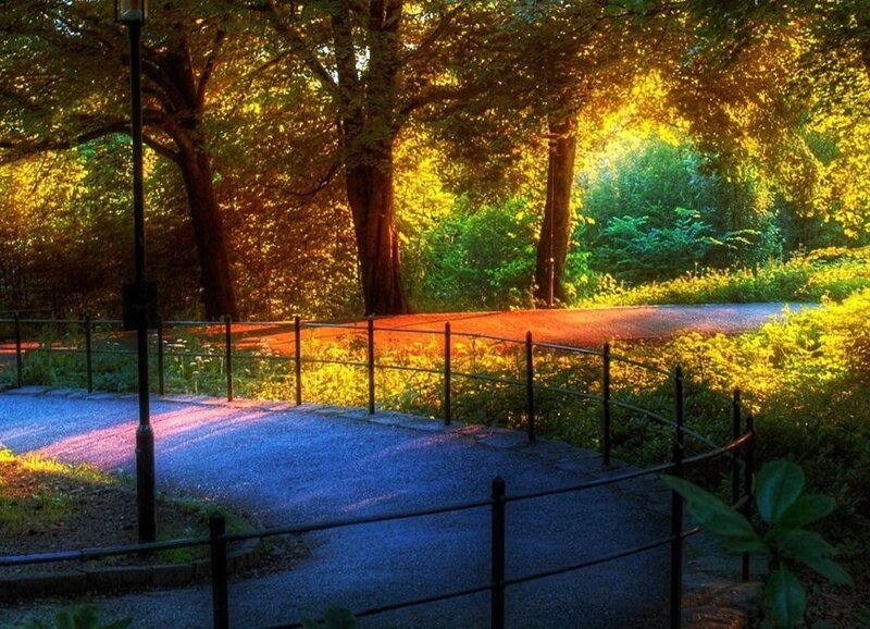 Curved Path in Park