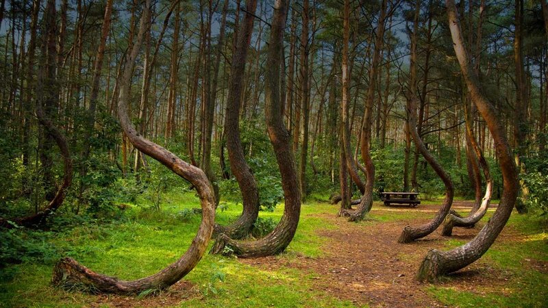 Curved Pine Trees