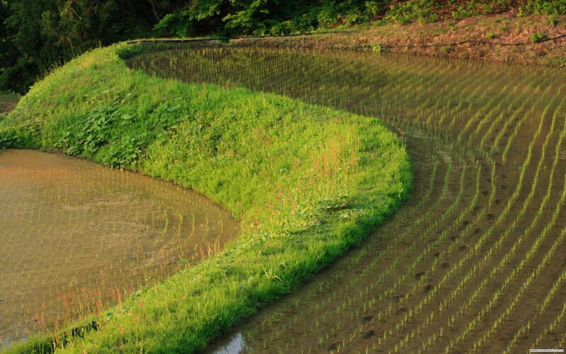 curved rice paddies at sunset