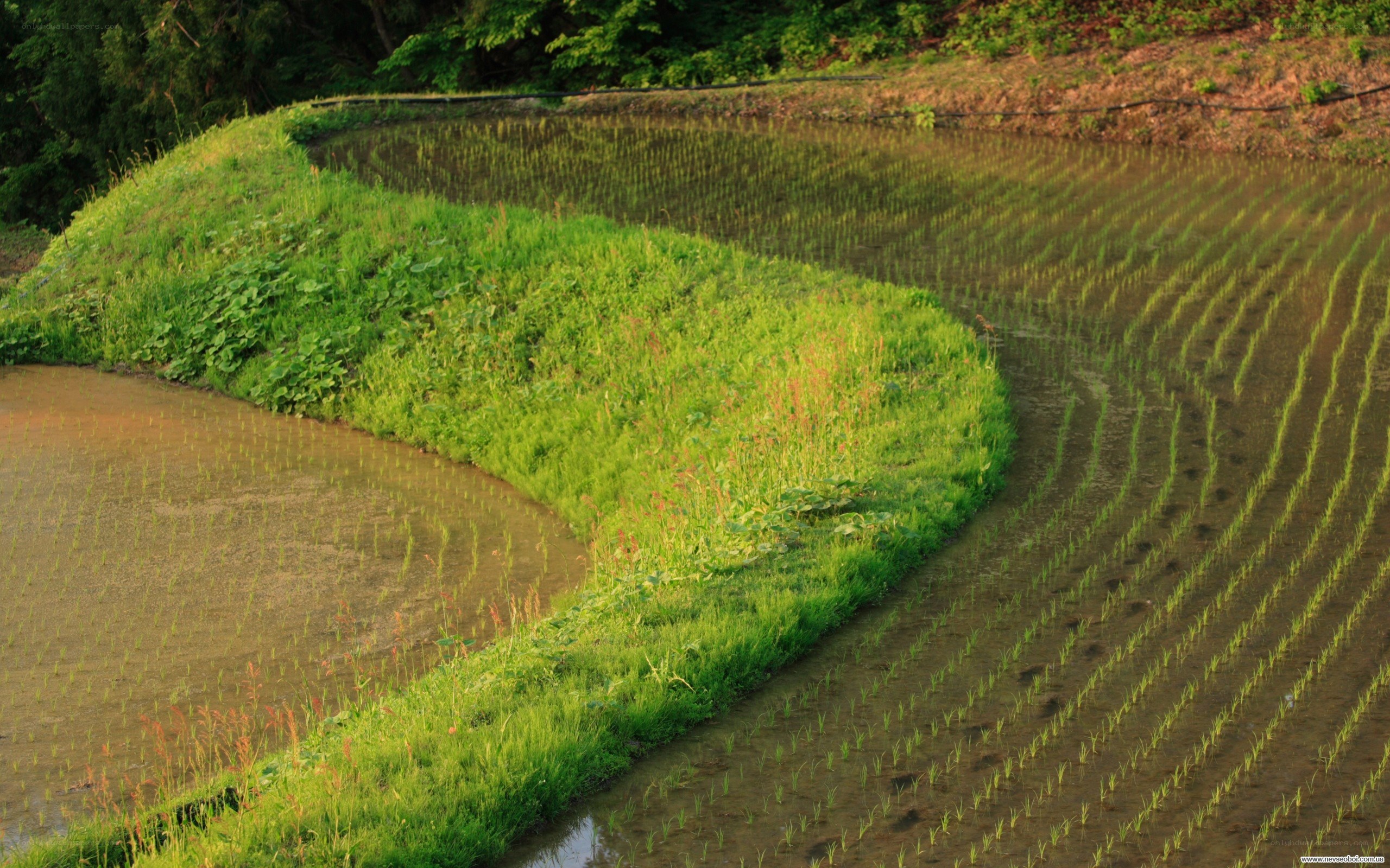 curved rice paddies at sunset